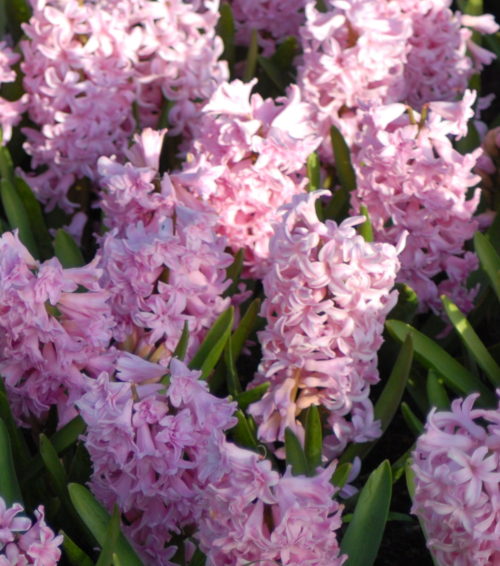 Hyacinth Rosette