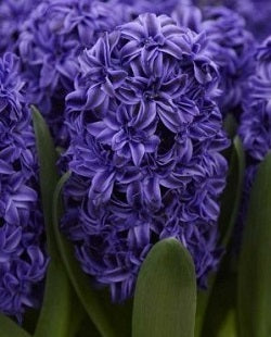 Hyacinth Royal Navy