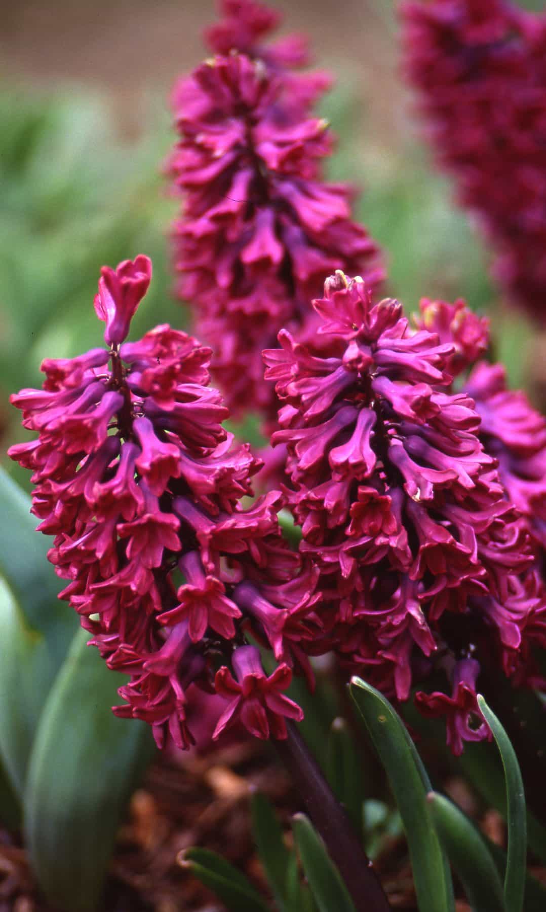 Hyacinth Woodstock