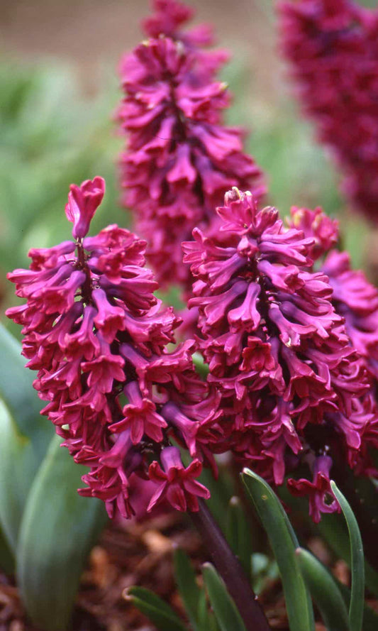 Hyacinth Woodstock