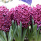 Hyacinth Woodstock