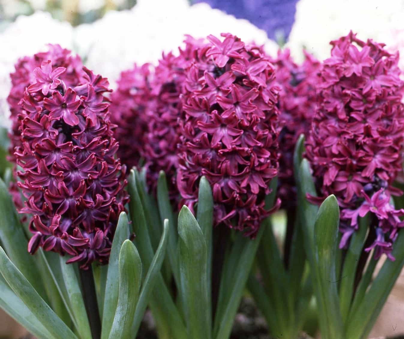 Hyacinth Woodstock