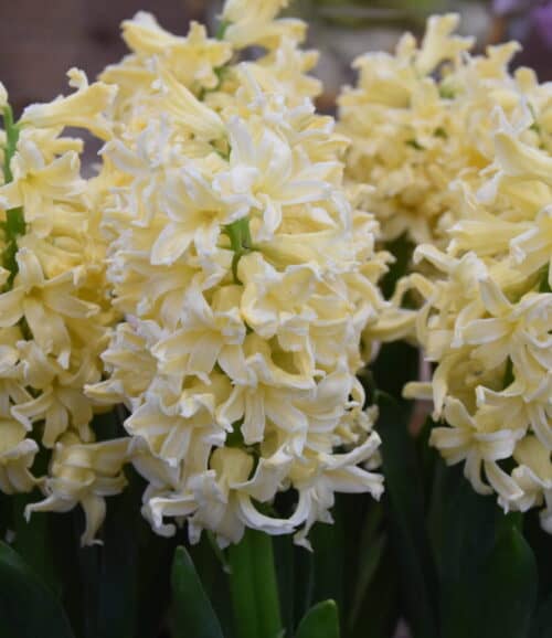 Hyacinth Yellow Queen_5244