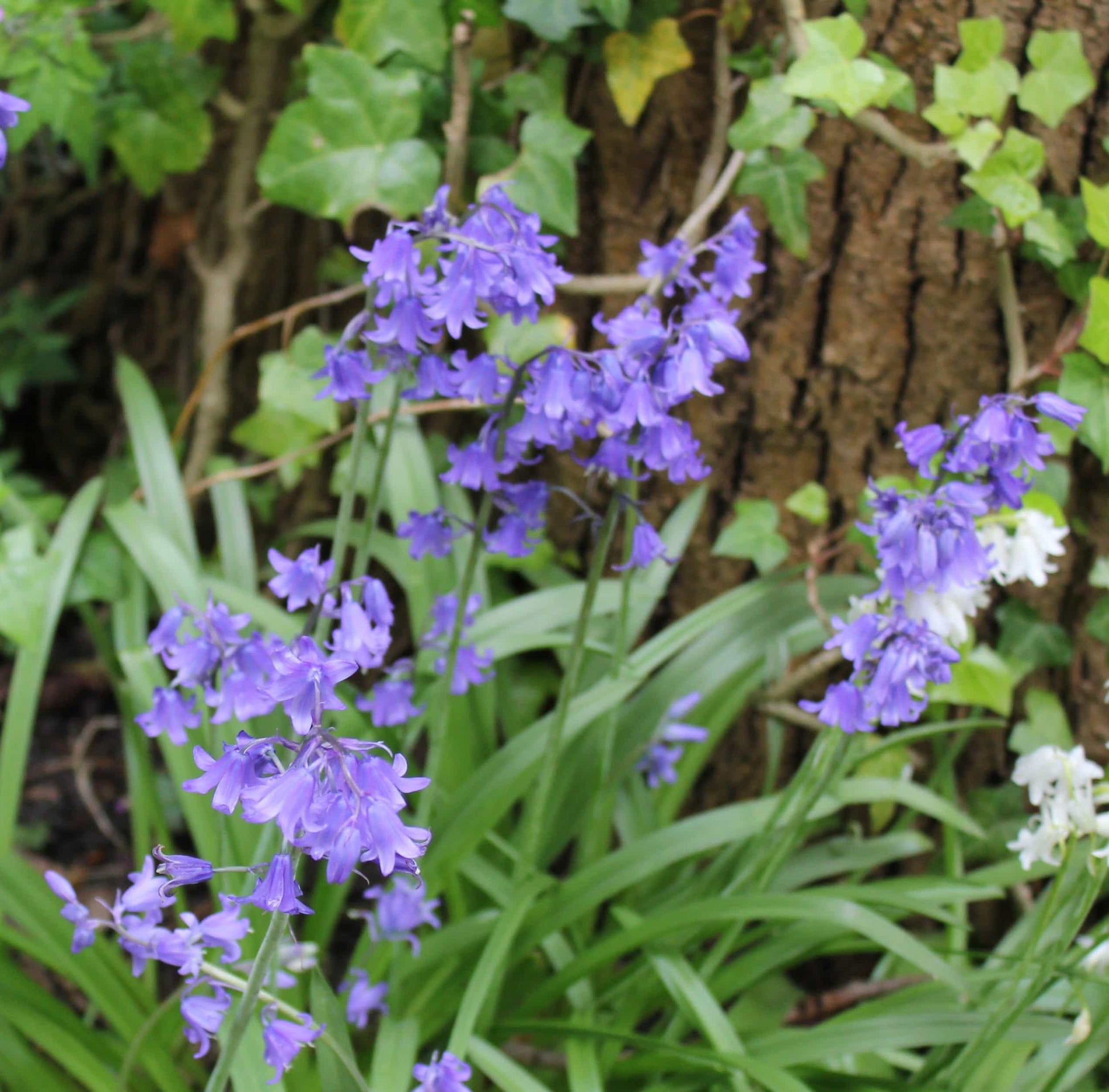 Hyacinthoides nonscipta Bakkums Blue