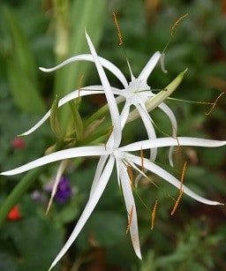 Hymenocallis harrisiana_6297 (5)