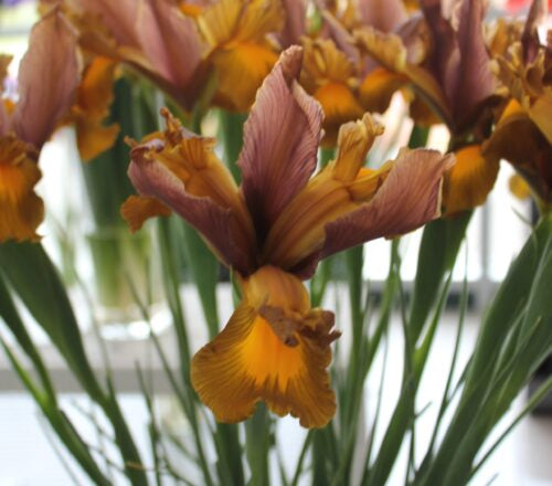 Iris Autumn Princess-Maveridge_0753 (1) square
