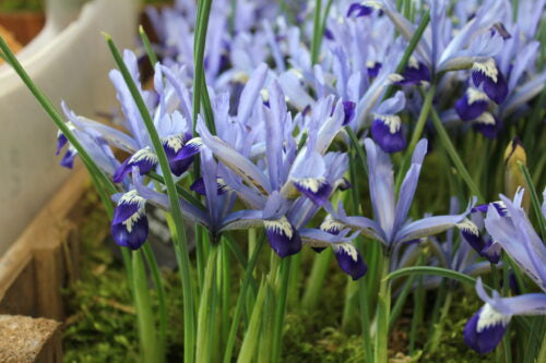 Iris Clairette_4704 (1)
