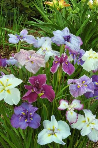 Iris Ensata Breeders Mix