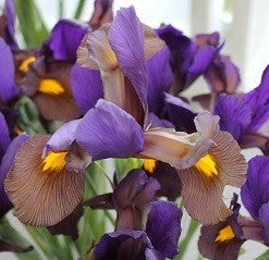 Iris Eye of Tiger1