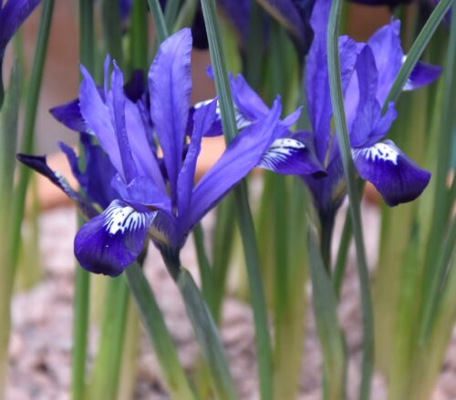 Iris Fabiola_9855 (3)