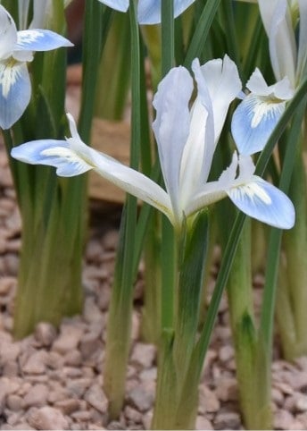 Iris Frozen Planet