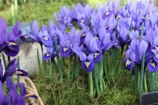 Iris Harmony (1)