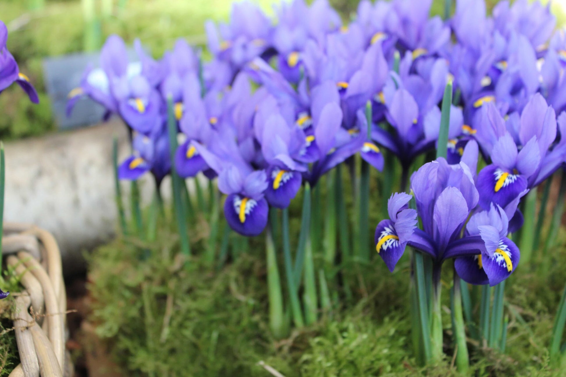 Iris Harmony (3)