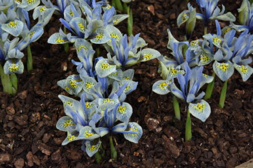 Iris Katharine Hodgekin_0438 (1)