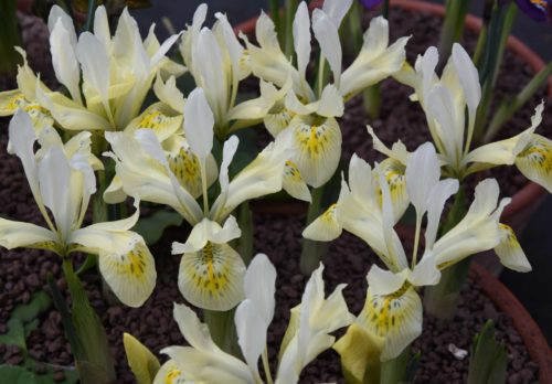 Iris Katharine&#8217;s Gold_0506 (7)