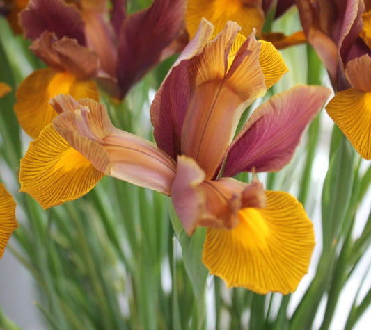 Iris Lion King sq