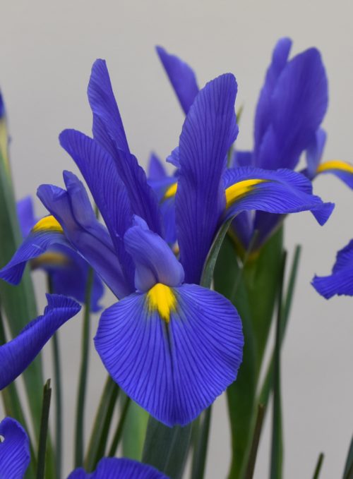Iris Mickey Ocean_6217 (2)