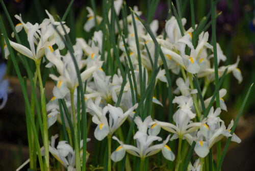 Iris Natascha_0204 (3)