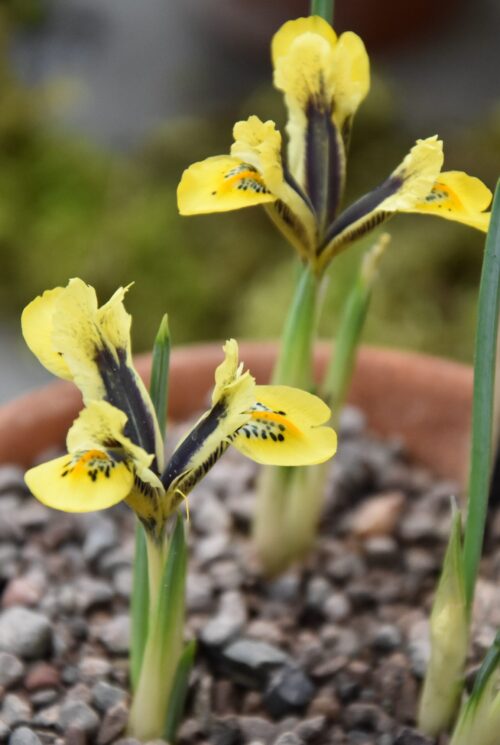 Iris Orange Glow_0373 (3) &#8211; Copy &#8211; Copy