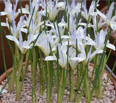 Iris Painted Lady_9915 (3)