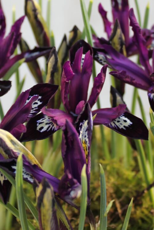 Iris Pauline_7587 (2)