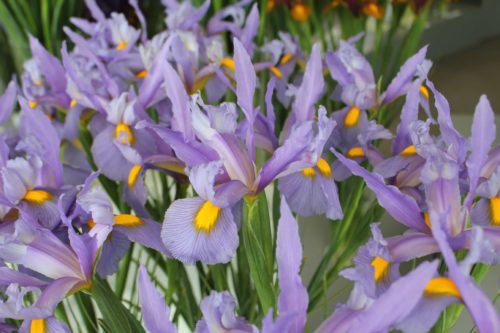 Iris Pink Panther_0824