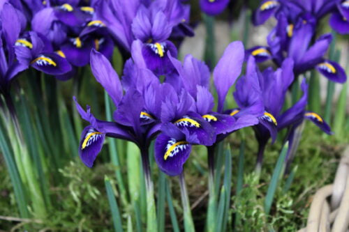 Iris Pixie_4906 (2)