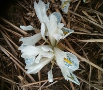 Iris Polar Ice