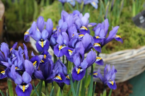 Iris Rhapsody (1)