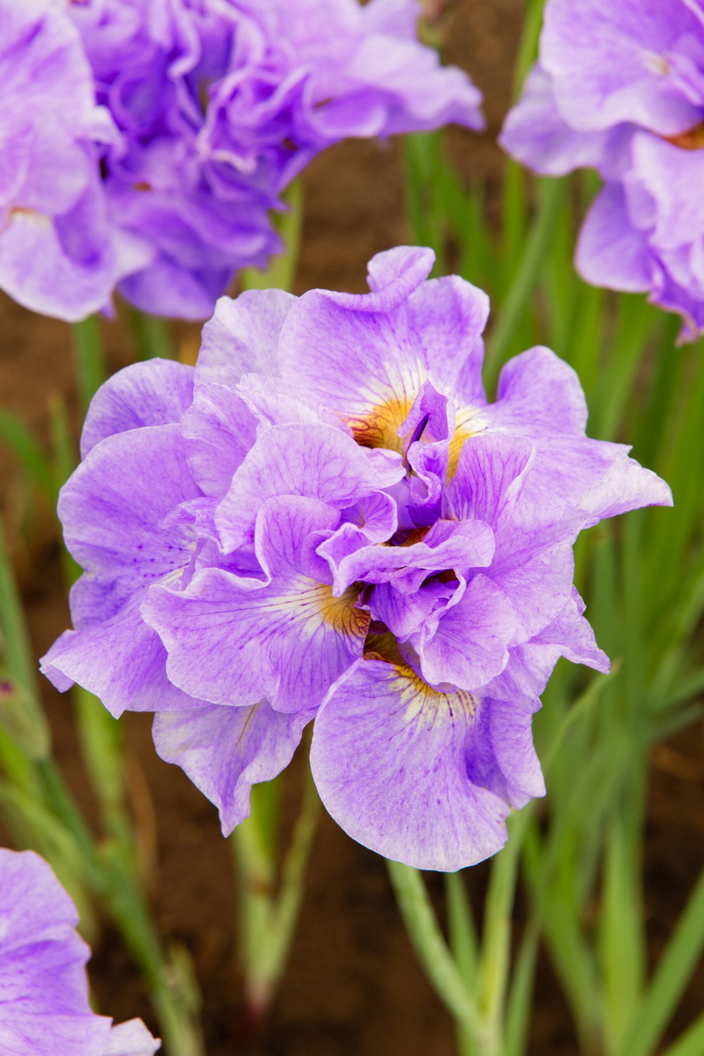 Iris Sibirica Having Fun