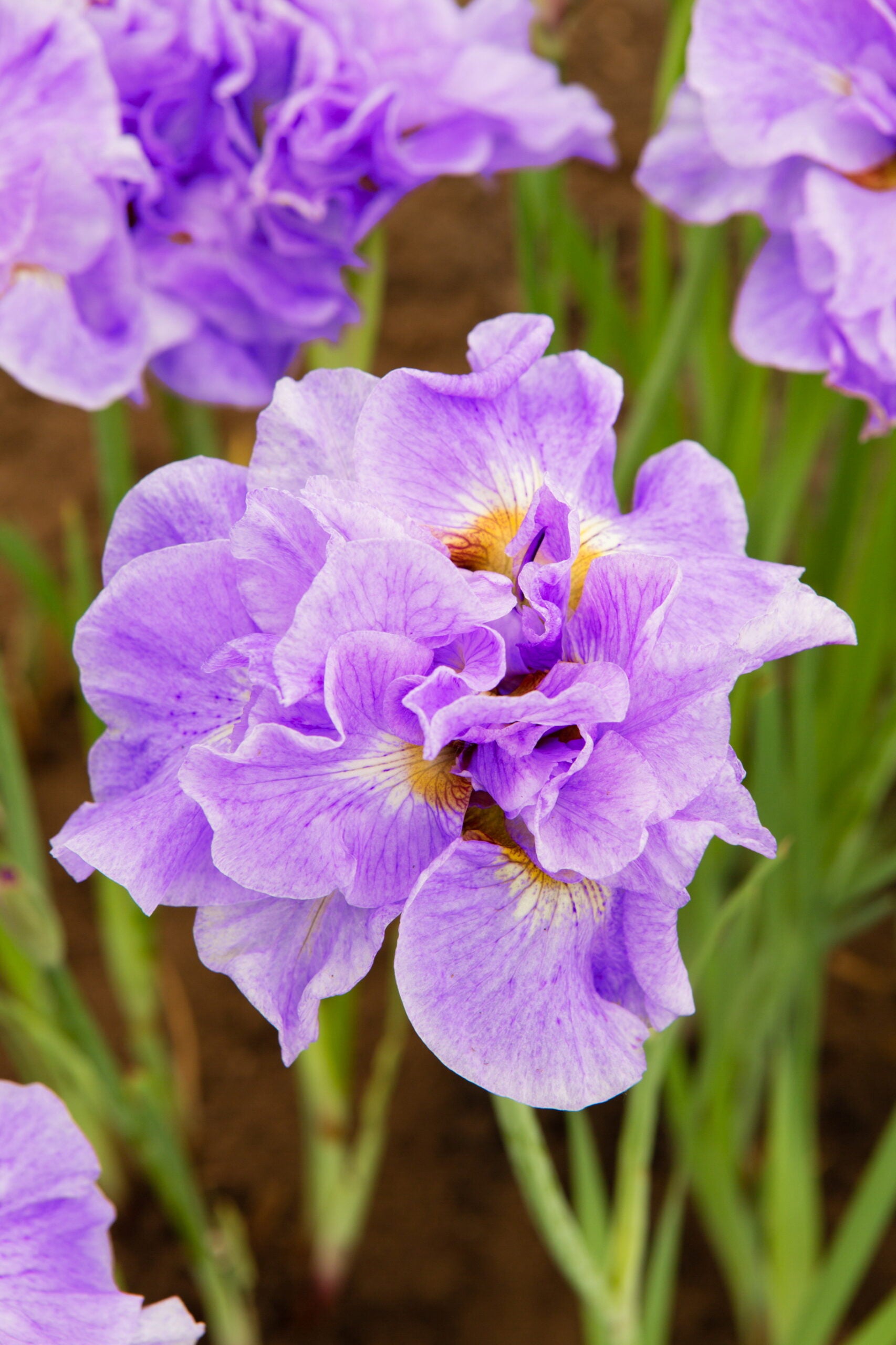 Iris Sibirica Having Fun