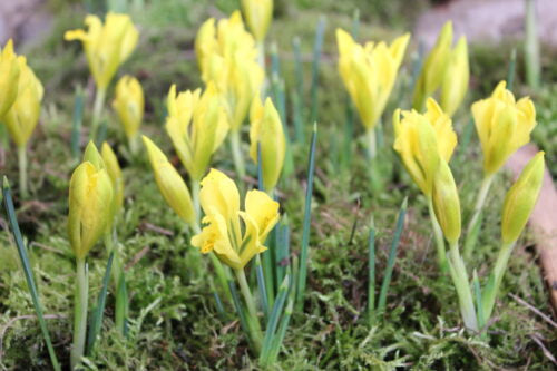 Iris danfordiae_4727 (2)