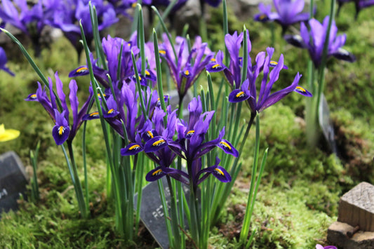 Iris reticulata