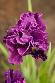 Iris siberica Bundle of Joy