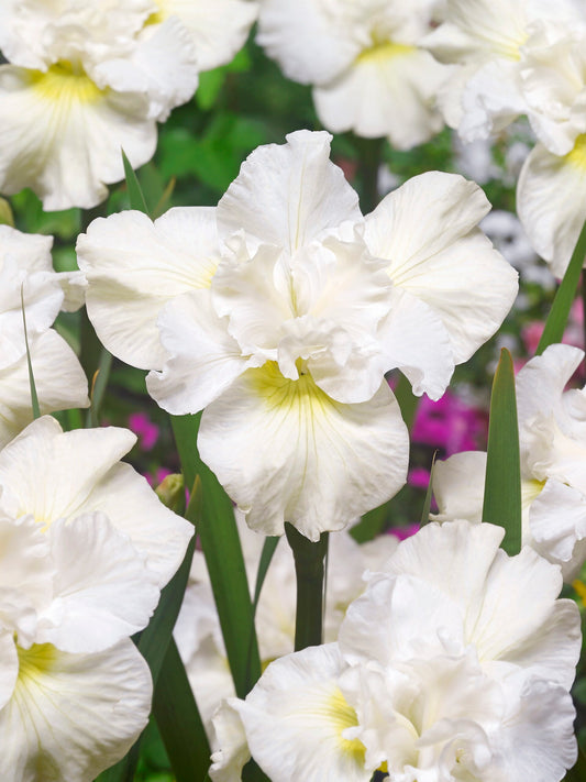 Iris sibirica Swans in Flight