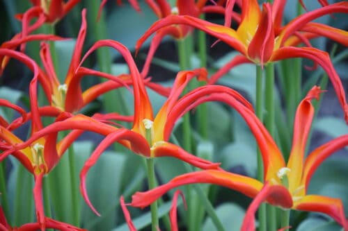 Ivo-florex_7024 (2)