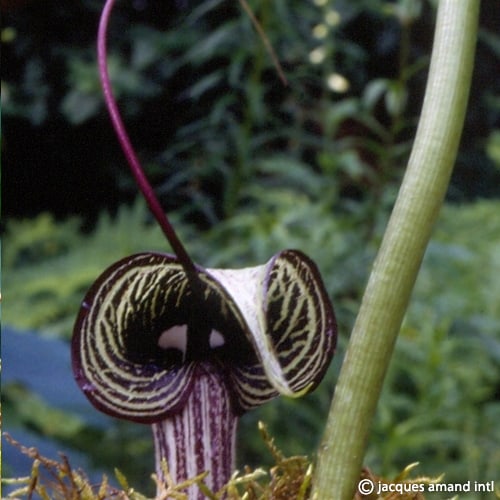 Kiushianum