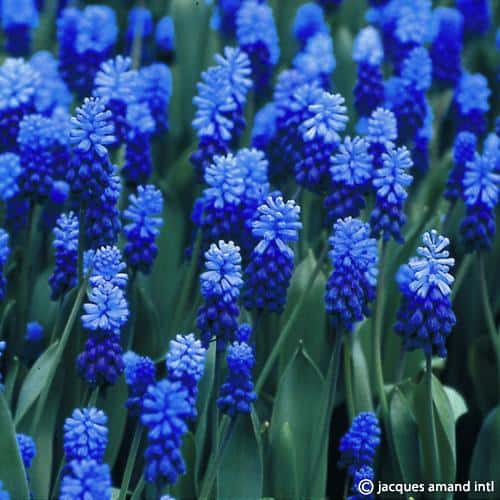 Latifolium-AGM