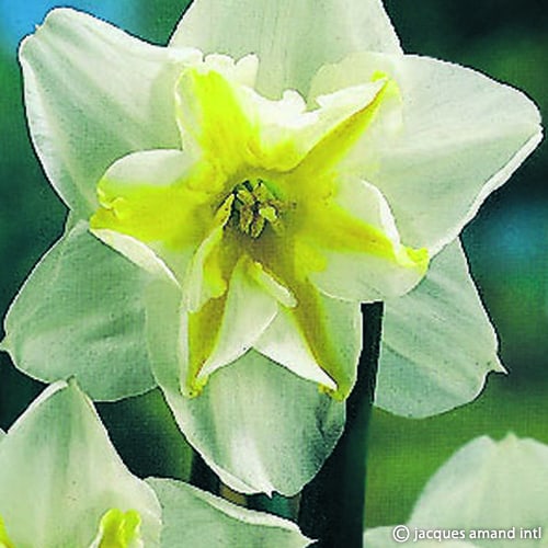 Lemon-Beauty