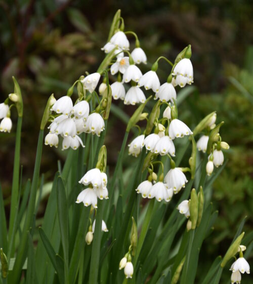 Leucojum aestivum Bridesmaid_3468 (1)