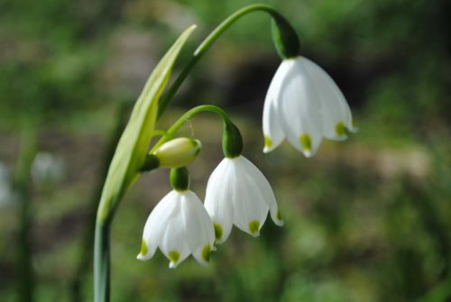 Leucojum aestivum Gravetye Giant3