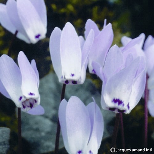 Libanoticum