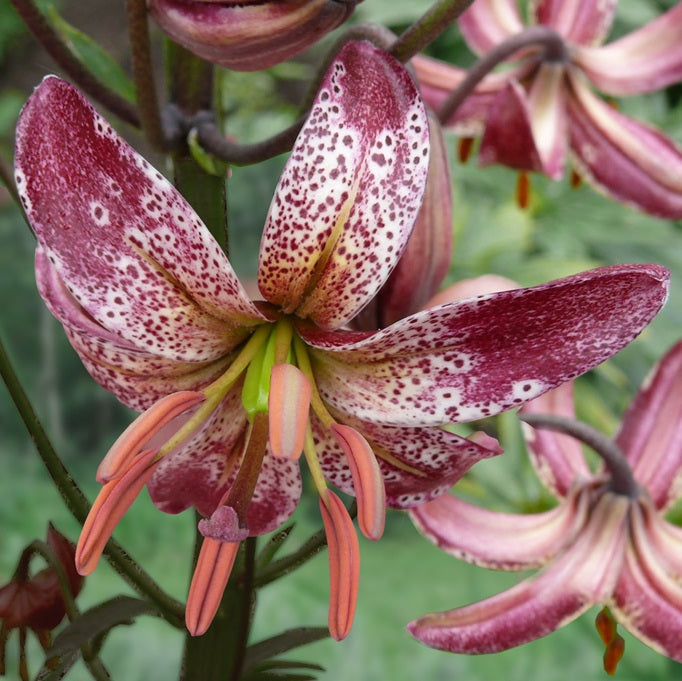 Lilium Alberta Morning sq