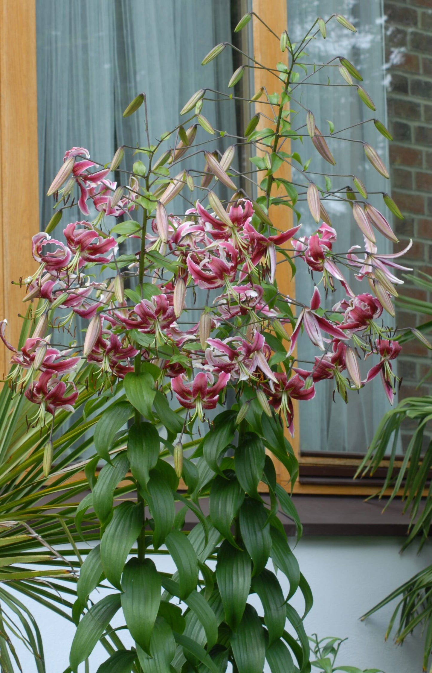 Lilium Black Beauty_0044