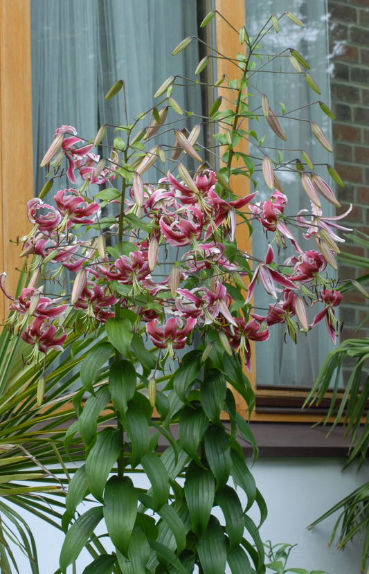 Lilium Black Beauty_0044