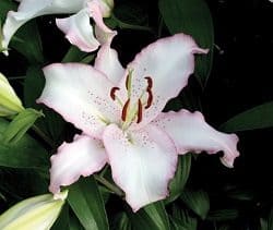 Lilium Brasilia 2-750&#215;750