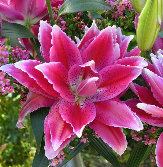 Lilium Doria-double-oriental-hybrid-5-internet