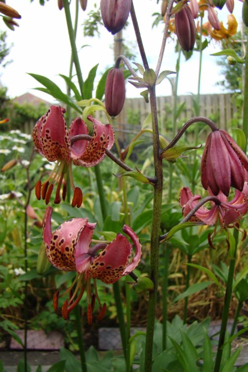 Lilium Gaybird  (2)