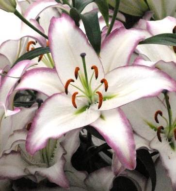 Lilium Hotline