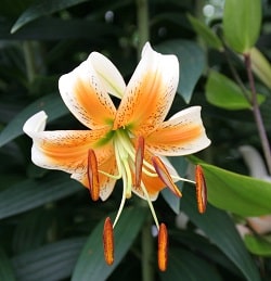 Lilium Lady Alice Cropped